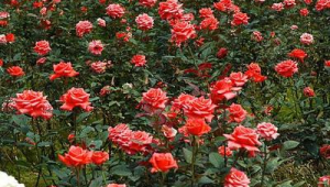玫瑰花的栽培方法及注意事项(玫瑰花种植10大忌)