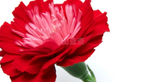 三朵康乃馨代表什么意思(百合玫瑰康乃馨代表什么意思)