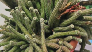 白檀仙人掌怎么种植的(白檀仙人掌花苞图)