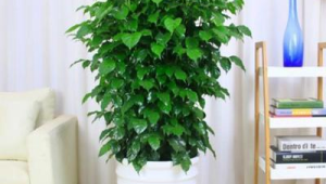 客厅养什么绿植最旺家旺财十大植物对属龙的和属虎的好(客厅养什么绿植最旺家旺财十大植物什么花适合水养)