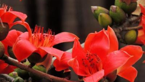 广州的市花是什么花?(广州市花是什么花,什么时候开)