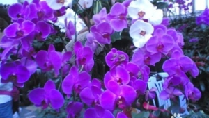 送蝴蝶兰代表什么意思啊(蝴蝶兰花凋谢后怎么养)