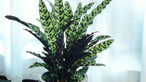 室内哪些大型绿植好养（室内养什么大型绿植好）