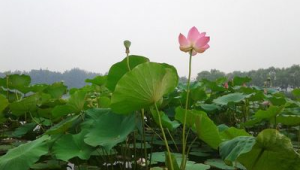 芙蓉是指荷花还是莲花图片(芙蓉是指荷花还是莲花的花)