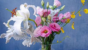 洋桔梗花的花语是什么(洋桔梗花的寓意)