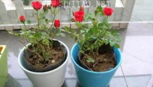玫瑰花怎么养能长久一点(玫瑰花怎样养好)