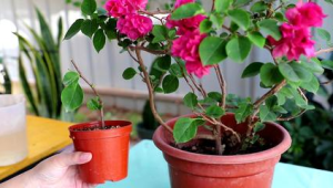 中午浇了一次花会马上死吗(中午给花浇水好吗)