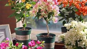 室内最好养的10种花有哪些（室内最好养的花是什么花?）