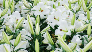百合花的花语是什么?(百合花的花语)