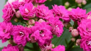 室内什么花好养活一年四季开花(什么花好养活一年四季开花不怕冷)