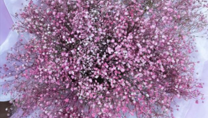 粉色的满天星的花语什么(粉色满天星的花语是什么?)