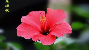 南宁市的市花朱槿花图片(广西南宁的市花图片)