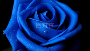 蓝色妖姬多少一条(蓝色妖姬一盒多少支)