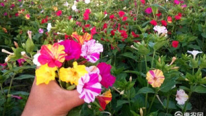 什么花驱蚊虫效果最好家里(什么花驱蚊效果比较好)