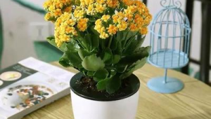最适合卧室养的5种花大盆植物(什么花适合卧室养的对睡眠好)
