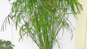 适合长期放在室内的植物是什么(最适合放在客厅的植物第一名)