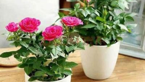 买回的玫瑰花怎样养才能保持新鲜(买了的玫瑰花怎么养)