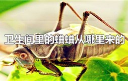 卫生间里的蛐蛐是怎么回事 卫生间有蛐蛐用什么方法清理