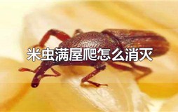 米虫满屋爬怎么消灭