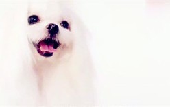 狗狗便中有血，呕吐，不吃东西，急？ 狗狗大便出血呕吐