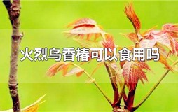 火烈鸟香椿可以食用吗