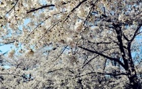 什么时候赏樱花最好？孤柏渡樱花最佳时间？图3