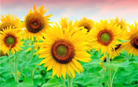 2024年用什么微信头像好运招财图1