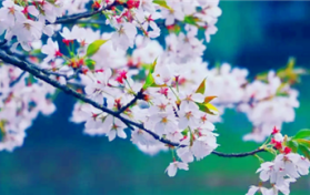 2024年3月份去武大能不能看到樱花图1