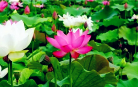 2024年北京5月份的温度大约是多少图1