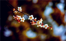 2024年躲春是早上还是下午图1