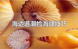 海边退潮捡海螺技巧