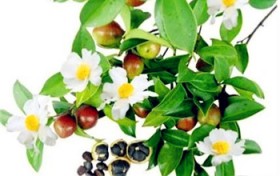 什么样的蜂蜜是好蜂蜜？什么样的蜂蜜是好蜜？