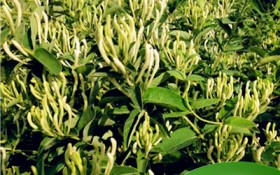 金银花现阶段多少价位（金银花价钱最新消息）