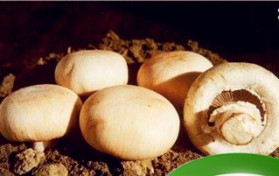 如何辨别有毒的野生菌？云南无毒野生菌品种？图3