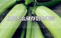 角瓜怎么储存到冬天吃