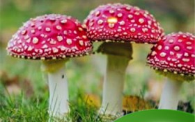 怎样辨别毒蘑菇-？怎样识别蘑菇是不是新鲜的？