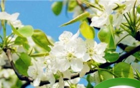春天有哪些花开？图3