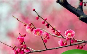 春天有哪些花开？图2