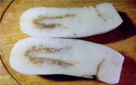 萝卜黑心是什么原因（萝卜为什么会出现黑心问题）