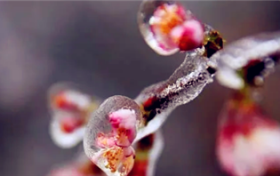 2024年3月份有倒春寒吗图2