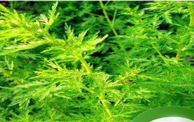 青蒿长什么样子（青蒿外观特征及药用功效）