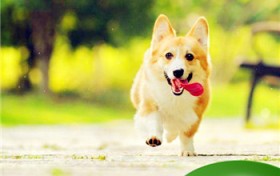 适宜上班族养小型犬（适宜上班族养小型犬有什么）图3