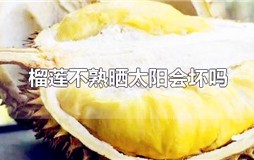 榴莲放在太阳底下暴晒可以催熟吗？榴莲能不能放太阳下晒