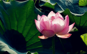 2024年是夏季更热或是全年度都热图1