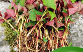 十种常见的山野菜（十种常见的山野菜介绍）图1