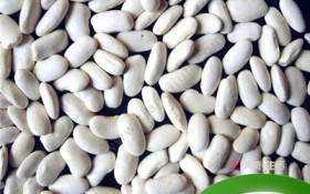 白芸豆是什么（白芸豆的特点和用途）