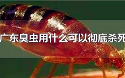 广东臭虫用什么可以彻底杀死