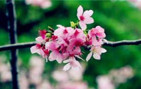 2024年清明时节去武汉还能见到樱花吗图3