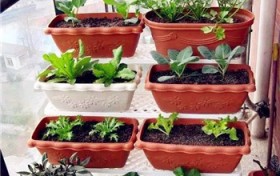 阳台胡萝卜的种植步骤与技巧？鸡毛菜种子种植方法盆栽？图3