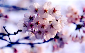 2024年南京鸡鸣寺樱花什么时间开图1